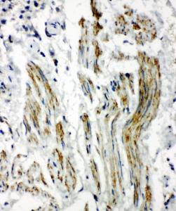 Anti-Caveolin-2 Rabbit Polyclonal Antibody