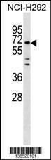 Anti-MIER3 Rabbit Polyclonal Antibody (Biotin)