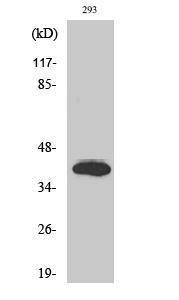 Western blot analysis of various cells using Anti-ISL2 Antibody