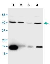 Anti-FIGF Rabbit Polyclonal Antibody