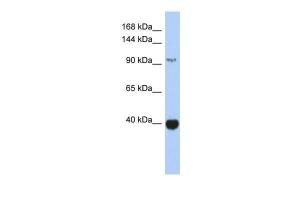 Anti-ZBTB4 Rabbit Polyclonal Antibody