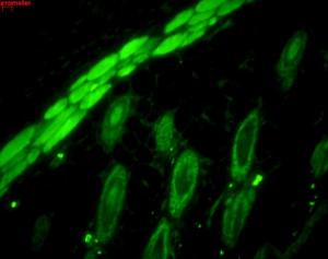 Immunohistochemistry analysis of mouse backskin, fixed in Bouin's fixative solution and paraffin-embedde