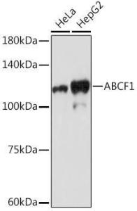 Western blot analysis of extracts of various cell lines, using Anti-ABCF1 Antibody [ARC2199] (A306091) at 1:1,000 dilution The secondary antibody was Goat Anti-Rabbit IgG H&L Antibody (HRP) at 1:10,000 dilution Lysates/proteins were present at 25 µg per lane