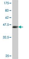 Anti-FRA10AC1 Mouse Polyclonal Antibody