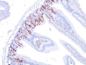 Immunohistochemical analysis of formalin-fixed, paraffin-embedded mouse small intestine using Anti-BrdU Antibody [BU20a]