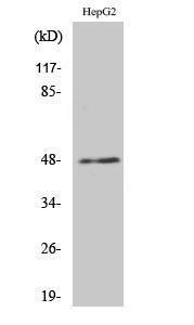 Western blot analysis of various cells using Anti-E2F2 Antibody