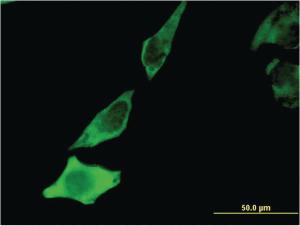 Anti-BDNF Mouse Monoclonal Antibody [clone: 1B10]