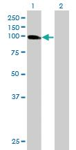 Anti-USP13 Mouse Polyclonal Antibody