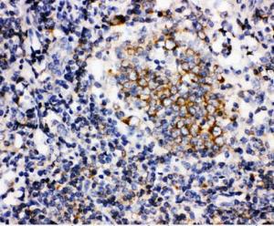 Anti-BAFF Rabbit Polyclonal Antibody