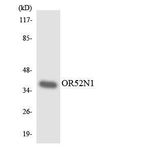 Western blot analysis of the lysates from HepG2 cells using Anti-OR52N1 Antibody