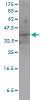 Anti-DUSP4 Mouse Monoclonal Antibody [clone: 3D6-G6]