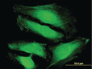 Anti-NPRL2 Mouse Polyclonal Antibody