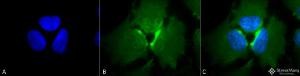 Immunocytochemistry/Immunofluorescence analysis of human heat shocked cervical cancer cell line (HeLa), fixed in 2% formaldehyde for 20 minutes at room temperature, using Anti-p23 Antibody [JJ6] (A304948), at 1:100 for 12 hours at 4°