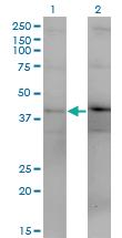 Anti-DUSP4 Mouse Monoclonal Antibody [clone: 1D12]