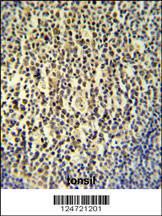 Anti-NAL11 Rabbit Polyclonal Antibody (FITC (Fluorescein Isothiocyanate))