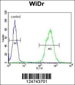 Anti-TOX3 Rabbit Polyclonal Antibody (PE (Phycoerythrin))