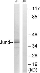 Western blot analysis of lysates from Jurkat cells using Anti-JunD Antibody. The right hand lane represents a negative control, where the antibody is blocked by the immunising peptide.