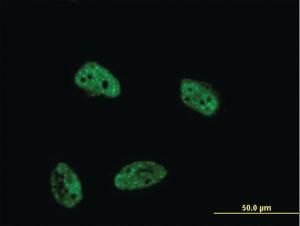 Anti-DUSP4 Mouse Monoclonal Antibody [clone: 1D12]