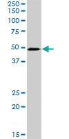 Anti-PSMD6 Rabbit Polyclonal Antibody