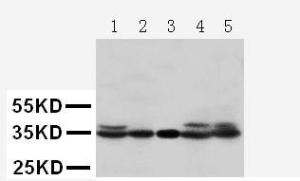 Anti-CDK1 Rabbit Polyclonal Antibody