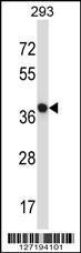 Anti-NECAB1 Rabbit Polyclonal Antibody (PE (Phycoerythrin))