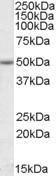 Anti-EVL Antibody (A84631) (1 µg/ml) staining of Jurkat lysate (35 µg protein in RIPA buffer). Primary incubation was 1 hour. Detected by chemiluminescence