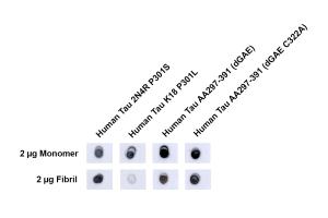 Dot blot analysis of human recombinant Tau monomers and fibrils using Anti-Truncated Tau Fragment (dGAE) Antibody (A304949) at 1:1,000 for 2 hours at room temperature with shaking. The secondary antibody used was Goat anti-rabbit IgG:HRP at 1:4,000 for 1 hour at room temperature with shaking