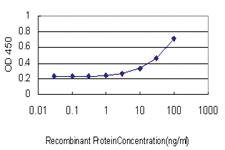 Anti-DUSP4 Mouse Monoclonal Antibody [clone: 1D12]