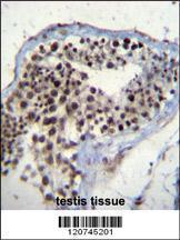 Anti-SOX15 Rabbit Polyclonal Antibody (FITC (Fluorescein Isothiocyanate))