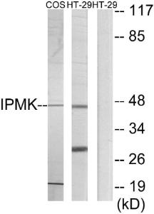 Antibody anti-IPMK 100 µg