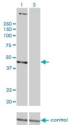 Anti-PSMD6 Mouse Monoclonal Antibody [clone: 1C1]