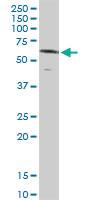 Anti-NR1D2 Rabbit Polyclonal Antibody