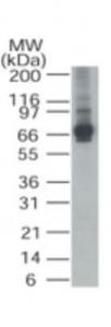 Anti-Alas1 Rabbit Polyclonal Antibody