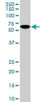 Anti-SNX9 Goat Polyclonal Antibody