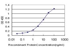 Anti-CREB5 Mouse Monoclonal Antibody [clone: 8A5]