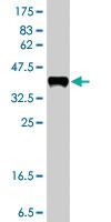 Anti-MAGI2 Mouse Polyclonal Antibody