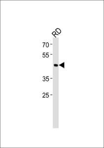 Anti-BHLHE41 Rabbit Polyclonal Antibody (APC (Allophycocyanin))