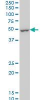 Anti-DUSP5 Mouse Monoclonal Antibody [clone: 4C8]