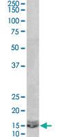 Anti-CXCL2 Goat Polyclonal Antibody