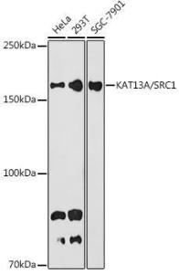 Western blot analysis of extracts of various cell lines, using Anti-KAT13A / SRC1 Antibody [ARC1395] (A309015) at 1:1000 dilution