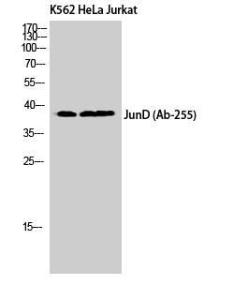 Western blot analysis of K562 HeLa Jurkat cells using Anti-JunD Antibody