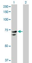 Anti-NR1D2 Rabbit Polyclonal Antibody