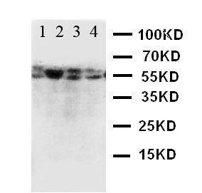 Anti-CD89 Rabbit Polyclonal Antibody