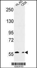 Anti-MILK2 Rabbit Polyclonal Antibody (AP (Alkaline Phosphatase))