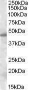 Anti-SEPT7 Antibody (A83031) (0.5 µg/ml) staining of nuclear HeLa lysate (35 µg protein in RIPA buffer). Primary incubation was 1 hour. Detected by chemiluminescence