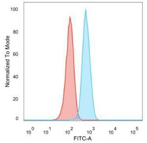 Immunofluorescent analysis of PFA fixed MCF-7 cells stained with Anti-HER2 Antibody [ERBB2/2452] followed by Goat Anti-Mouse IgG (CF and #174; 488) (Green). Nuclear counterstain is RedDot