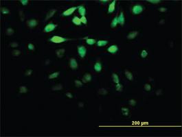 Anti-DUSP5 Mouse Monoclonal Antibody [clone: 4C8]