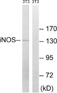 Anti-iNOS antibody