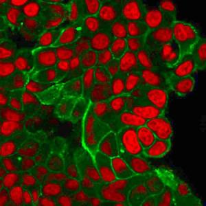 Flow cytometric analysis of trypsinized PFA fixed MCF-7 cells using Anti-HER2 Antibody [ERBB2/2452] followed by Goat Anti-Mouse IgG (CF and #174; 488) (Blue). Isotype Control (Red)