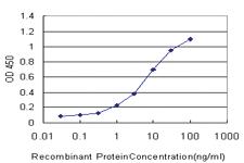 Anti-DUSP5 Mouse Monoclonal Antibody [clone: 4C8]